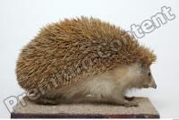 Hedgehog - Erinaceus europaeus 0005